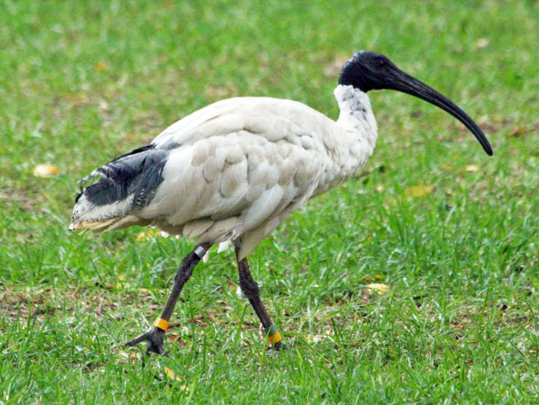 Birds Of The World Ibis Threskiornithidae